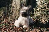 SKYE TERRIER 045